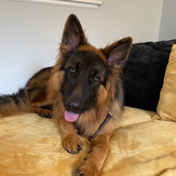 Meet your Posher, Dayna - Picture 1 of 1